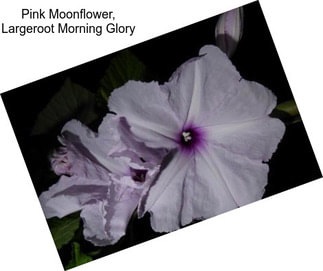 Pink Moonflower, Largeroot Morning Glory