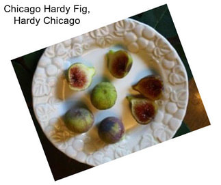 Chicago Hardy Fig, Hardy Chicago