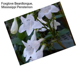 Foxglove Beardtongue, Mississippi Penstemon