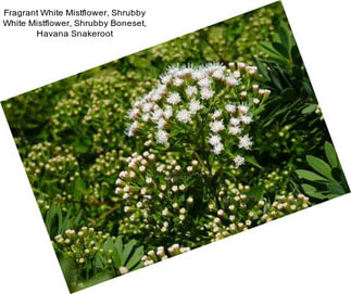 Fragrant White Mistflower, Shrubby White Mistflower, Shrubby Boneset, Havana Snakeroot