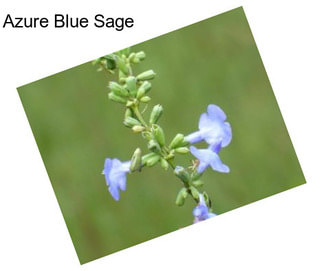 Azure Blue Sage