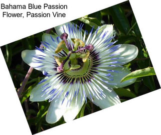 Bahama Blue Passion Flower, Passion Vine