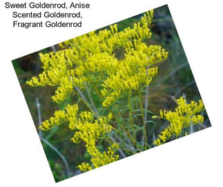 Sweet Goldenrod, Anise Scented Goldenrod, Fragrant Goldenrod