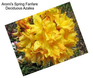 Aromi\'s Spring Fanfare Deciduous Azalea