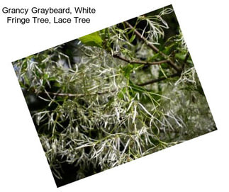 Grancy Graybeard, White Fringe Tree, Lace Tree