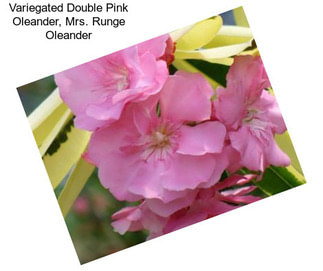 Variegated Double Pink Oleander, Mrs. Runge Oleander