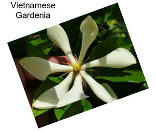 Vietnamese Gardenia