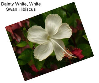 Dainty White, White Swan Hibiscus