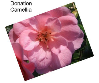 Donation Camellia