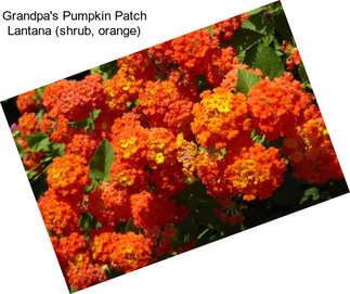 Grandpa\'s Pumpkin Patch Lantana (shrub, orange)