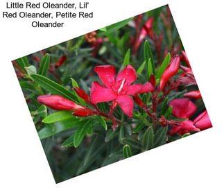 Little Red Oleander, Lil\' Red Oleander, Petite Red Oleander