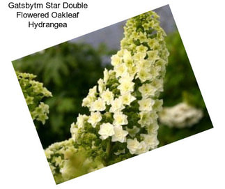 Gatsbytm Star Double Flowered Oakleaf Hydrangea