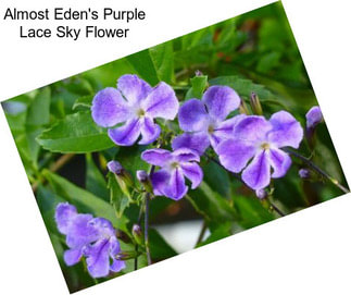 Almost Eden\'s Purple Lace Sky Flower