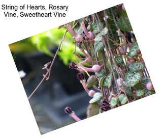 String of Hearts, Rosary Vine, Sweetheart Vine