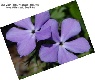 Blue Moon Phlox, Woodland Phlox, Wild Sweet William, Wild Blue Phlox