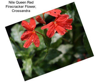 Nile Queen Red Firecracker Flower, Crossandra