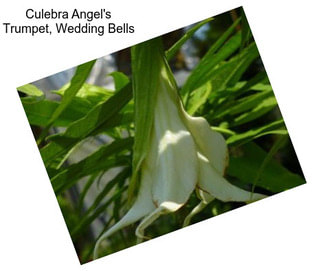 Culebra Angel\'s Trumpet, Wedding Bells