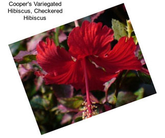 Cooper\'s Variegated Hibiscus, Checkered Hibiscus