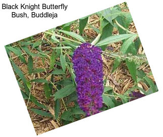 Black Knight Butterfly Bush, Buddleja