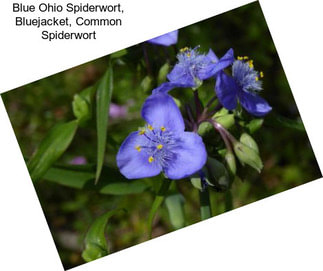 Blue Ohio Spiderwort, Bluejacket, Common Spiderwort