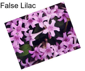 False Lilac