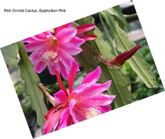 Pink Orchid Cactus, Epiphyllum Pink