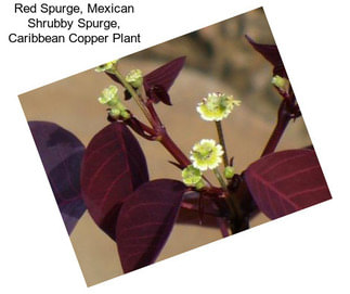 Red Spurge, Mexican Shrubby Spurge, Caribbean Copper Plant