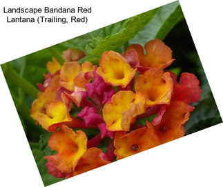 Landscape Bandana Red Lantana (Trailing, Red)