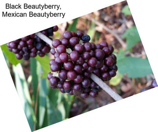 Black Beautyberry, Mexican Beautyberry