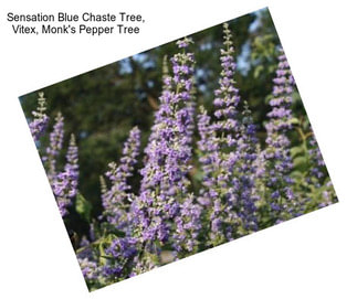 Sensation Blue Chaste Tree, Vitex, Monk\'s Pepper Tree