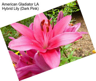 American Gladiator LA Hybrid Lily (Dark Pink)