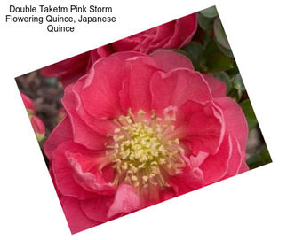 Double Taketm Pink Storm Flowering Quince, Japanese Quince