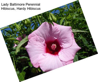 Lady Baltimore Perennial Hibiscus, Hardy Hibiscus