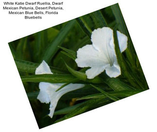 White Katie Dwarf Ruellia, Dwarf Mexican Petunia, Desert Petunia, Mexican Blue Bells, Florida Bluebells