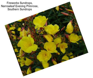 Fireworks Sundrops, Narrowleaf Evening Primrose, Southern Sundrops