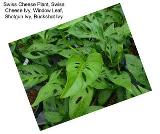 Swiss Cheese Plant, Swiss Cheese Ivy, Window Leaf, Shotgun Ivy, Buckshot Ivy