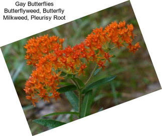 Gay Butterflies Butterflyweed, Butterfly Milkweed, Pleurisy Root