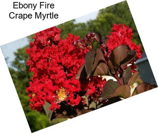 Ebony Fire Crape Myrtle