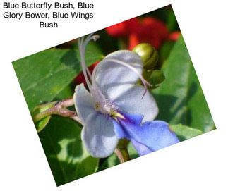 Blue Butterfly Bush, Blue Glory Bower, Blue Wings Bush