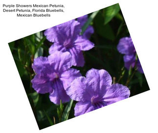 Purple Showers Mexican Petunia, Desert Petunia, Florida Bluebells, Mexican Bluebells