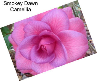 Smokey Dawn Camellia