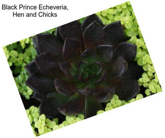 Black Prince Echeveria, Hen and Chicks
