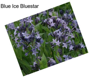 Blue Ice Bluestar