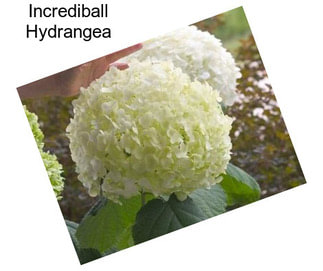 Incrediball Hydrangea