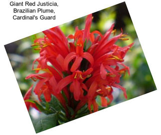 Giant Red Justicia, Brazilian Plume, Cardinal\'s Guard