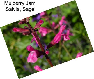 Mulberry Jam Salvia, Sage