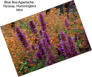 Blue Boa Agastache, Hyssop, Hummingbird Mint