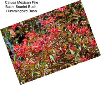 Calusa Mexican Fire Bush, Scarlet Bush, Hummingbird Bush