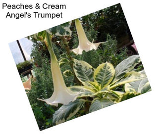 Peaches & Cream Angel\'s Trumpet