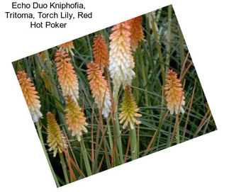 Echo Duo Kniphofia, Tritoma, Torch Lily, Red Hot Poker